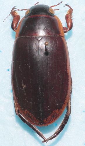 Dytiscus semisulcatus